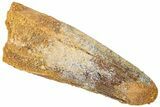 Fossil Spinosaurus Tooth - Real Dinosaur Tooth #312996-1